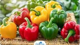 فلفل دلمه ای شیرین مناسب سالاد و پخت و پز